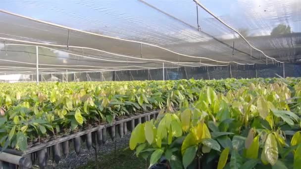 Giovane Piantagione Cacao Con Sistema Irrigazione — Video Stock