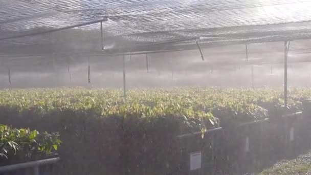 Automatisches Wasserregnersystem Der Gärtnerei Junger Kakaopflanzen Eingeschaltet — Stockvideo