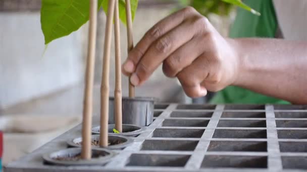 Närbild Person Placera Ung Kakao Anläggning Hyllan Efter Stemming Plantskola — Stockvideo