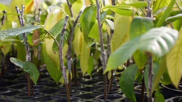 Primer Plano Planta Cacao Joven Vivero Que Riega — Vídeo de stock