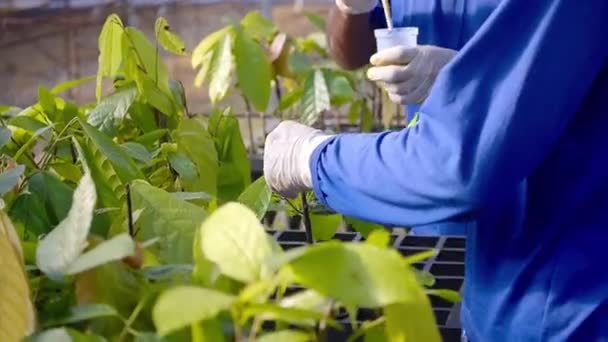 Boeren Knippen Repareren Van Jonge Cacaoplanten Een Kwekerij — Stockvideo
