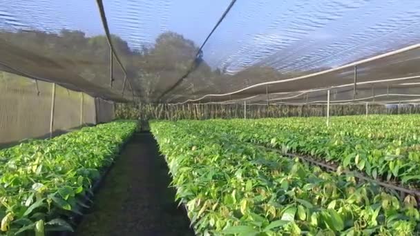 Glide Veduta Lussureggiante Vivaio Verde Giovani Piante Cacao — Video Stock