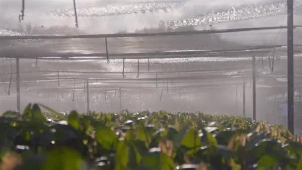 Strati Sistema Automatico Irrigazione Acqua Presso Scuola Materna Giovani Piante — Video Stock