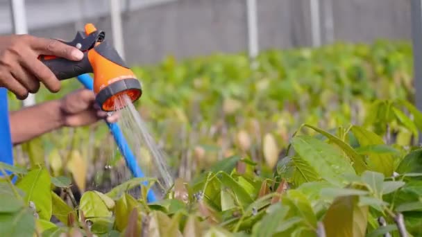 Spray Acqua Arancione Innaffiare Giovane Pianta Cacao Vivaio — Video Stock