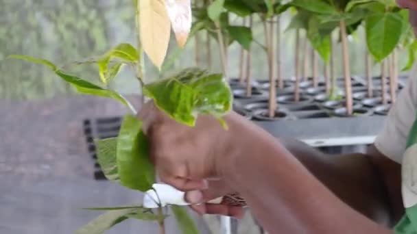 Persona Stemming Joven Planta Cacao Vivero Sideview — Vídeo de stock