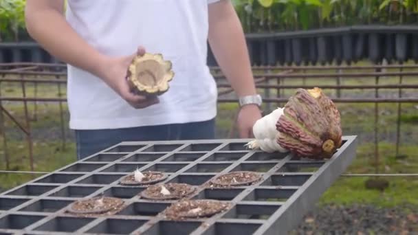 Collocare Frutta Cacao Sul Lato Della Nuova Piantagione — Video Stock