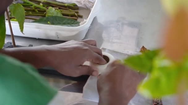 Person Stemming Ung Kakao Växt Plantskola — Stockvideo