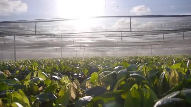 Silueta Sistemului Automat Aspersoare Apei Grădinița Plante Tinere Cacao — Videoclip de stoc