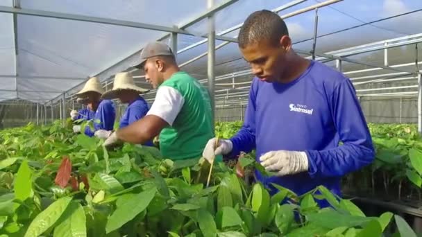 Utiliser Brosse Sur Jeune Plante Cacao Dans Une Pépinière — Video