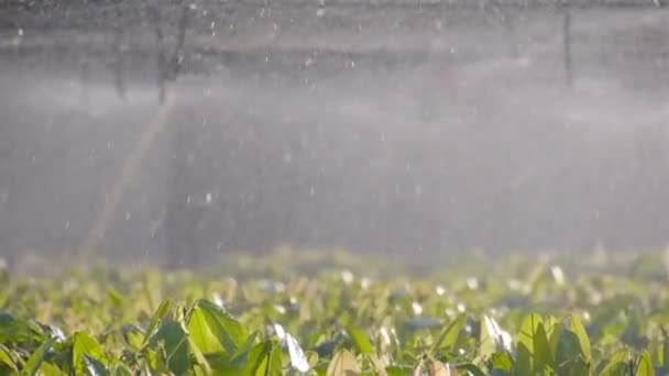 Woda Pokropiona Młode Rośliny Kakaowe Farmie — Wideo stockowe