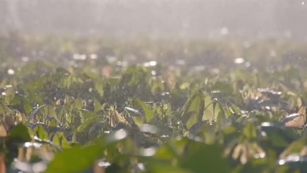 Otomatik Sistemli Çiftlikteki Genç Kakao Bitkilerine Serpildi — Stok video