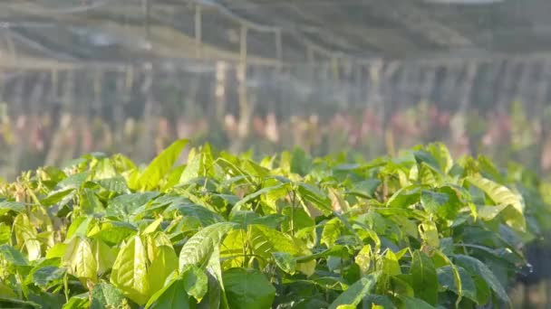 Water Besprenkeld Jonge Cacaoplanten Een Boerderij Met Automatisch Systeem — Stockvideo