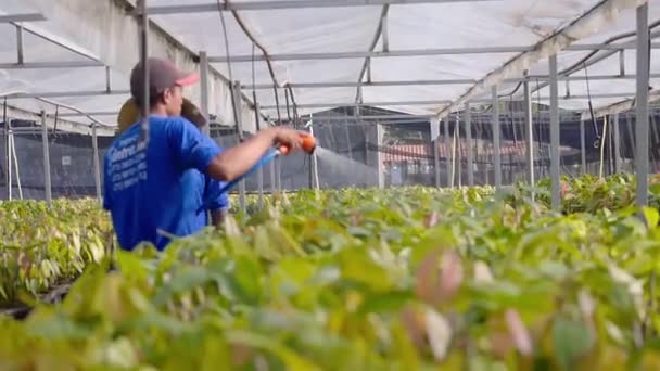 Trabalhador Pulverização Jovem Cacau Planta Berçário — Vídeo de Stock