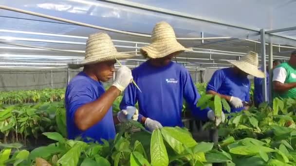 Pracownik Pomocą Szczotek Naprawy Młodych Roślin Kakaowych Przedszkolu — Wideo stockowe