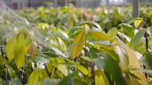 Mladý Kakao Rostlina Jeslích Postříkal Vodou — Stock video