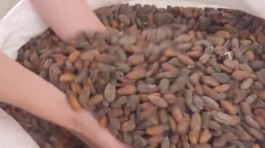 Bir adam depoda koca bir paket kakao fasulyesi açıyor.