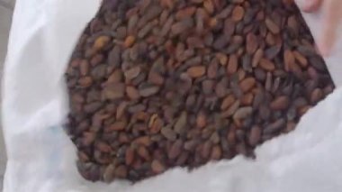 Bir adam depoda koca bir paket kakao fasulyesi açıyor.