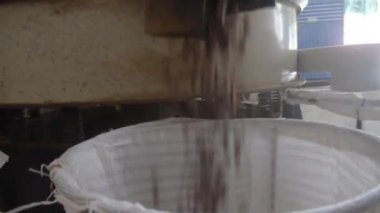 Temiz Kakao Fasulyeleri Depodaki Bir Makineden Düşüyor