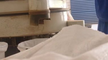 Adam temiz kakao fasulyelerini büyük beyaz bir konteynıra dolduruyor.