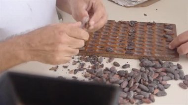 Depodaki Kakao Fasulyelerinin Ölçümü ve Kalite Kontrolü