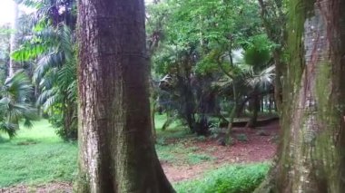 Botanik bahçesindeki iki ağaçtan geçerken