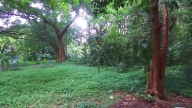 Botanik Bahçesindeki Ağaçlar ve Farklı Bitkiler