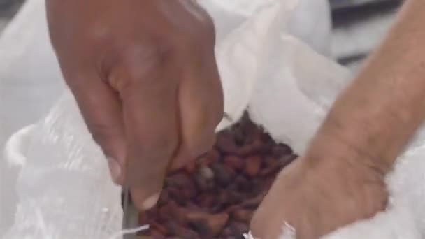 Uomo Che Apre Una Grossa Borsa Fagioli Cacao Con Coltello — Video Stock