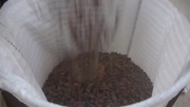 Καθαρίστε Cacao Φασόλια Που Πέφτουν Από Μια Μηχανή Μια Αποθήκη — Αρχείο Βίντεο