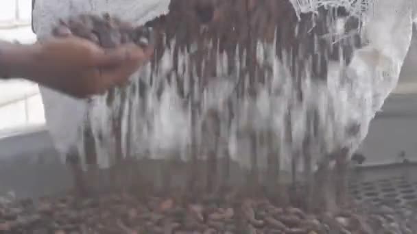 Kakao Fasulyelerini Depo Bir Makinede Temizlemek — Stok video