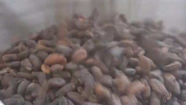 カカオ豆の落下の閉鎖 — ストック動画