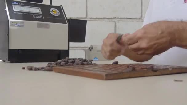 Misurazione Controllo Qualità Dei Fagioli Cacao Magazzino — Video Stock