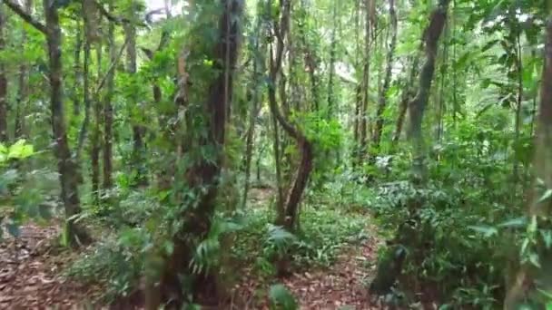 Walking Tropical Jungle — Stock Video