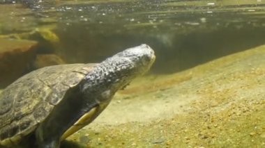 Büyük yaşlı bir kaplumbağa suyun altında.