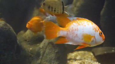  Fishes Moving underwater in aquarium on background