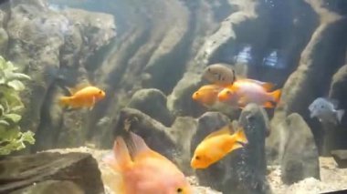  Fishes Moving underwater in aquarium on background