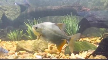  Fishes Moving underwater in aquarium on background