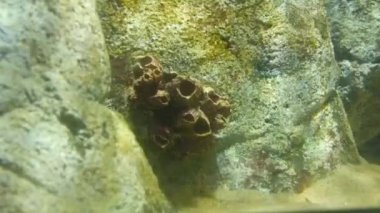 Yansımalı bir kayanın üzerindeki mercan