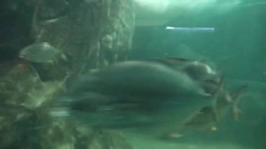  Fishes Moving underwater in aquarium on background
