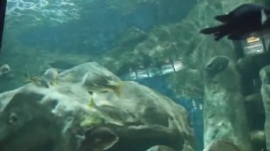  Fishes Moving underwater in aquarium on background