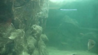  Fishes Moving underwater in aquarium on background