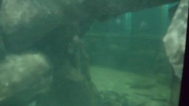  Fishes Moving underwater in aquarium on background