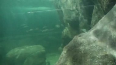  Fishes Moving underwater in aquarium on background