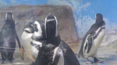 Penguenler Büyük Cam Akvaryuma Bakıyor