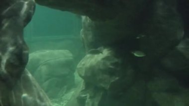  Fishes Moving underwater in aquarium on background