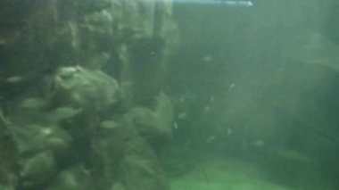 Fishes Moving underwater in aquarium on background