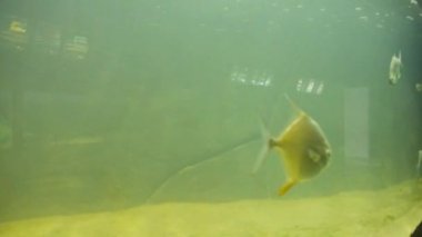  Fishes Moving underwater in aquarium on background