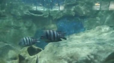  Fishes Moving underwater in aquarium on background