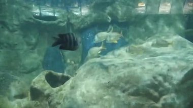  Fishes Moving underwater in aquarium on background