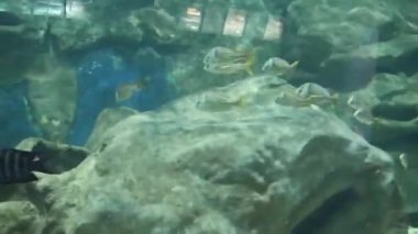  Fishes Moving underwater in aquarium on background