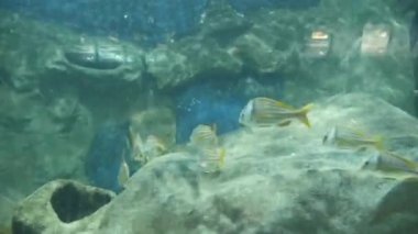  Fishes Moving underwater in aquarium on background